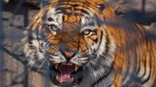 Почему медведи не спят: как животные зоопарка Алматы переживают зиму