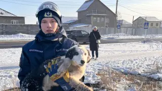 “Скулил в темноте”: в Темиртау спасли собаку, попавшую в ловушку