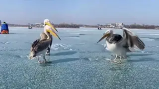 Необычных “соседей“ встретили рыбаки на Капшагае