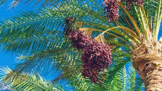 Казахстанцев попросили избегать контакта со свиньями и не пить финиковый сок