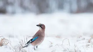 Снегопады и потепление: в Казахстане резко изменится погода