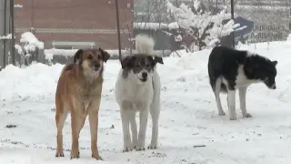 Стаи бродячих собак пугают жителей Усть-Каменогорска