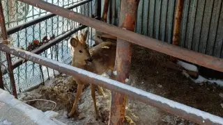 В Семее во двор дома забрела косуля с ошейником: животное передали полицейским