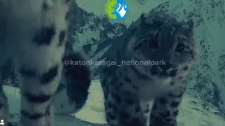 Редкое семейство попало в кадр фотоловушки в Катон-Карагае