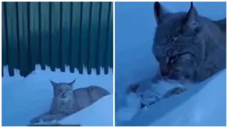 Необычный гость посетил сельчан в Акмолинской области