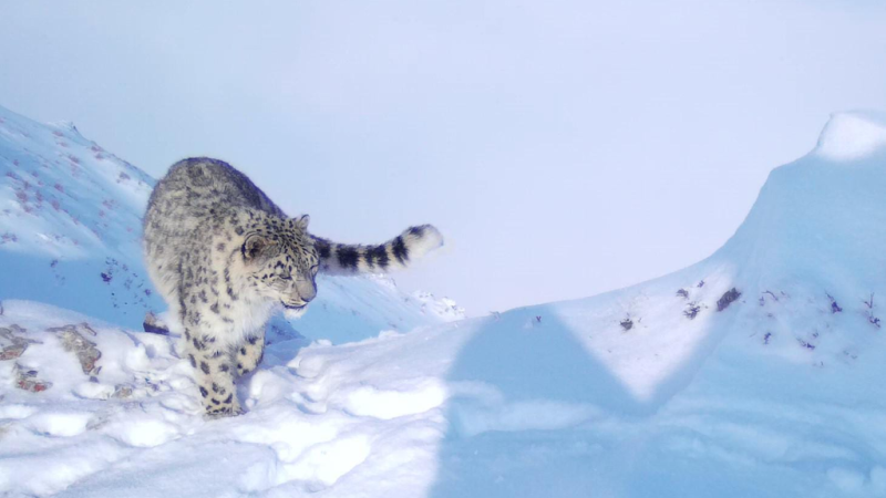Фото: Катон-Карагайский национальный парк
