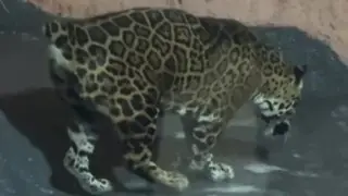 “Смотреть без боли невозможно“: “измученный“ вид ягуара объяснили в зоопарке Алматы