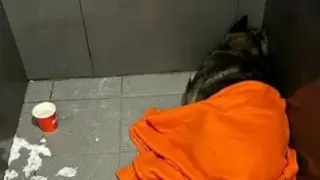 Собака, плед и увольнение: решение “Додо Пиццы“ подняло бурю в соцсетях