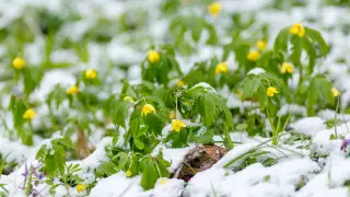 Какой будет погода 2, 3 и 4 марта в Астане, Алматы и Шымкенте