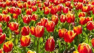 Казахстанцы получат дополнительные выходные