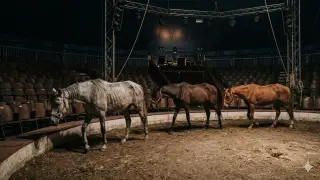 “Лошади болеют и умирают“: в алматинском цирке ответили на обвинения