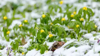 Мощный циклон завалит Казахстан снегом и дождём