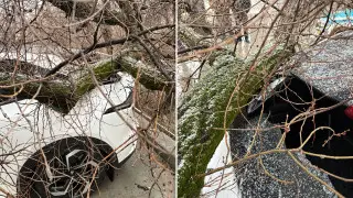 Дерево упало на автомобиль алматинки: как добиться компенсации