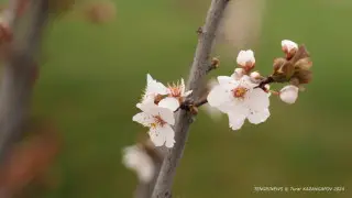 Комфортная, весенняя погода в Казахстане: прогноз синоптиков на 19 марта