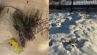 Купили и закопали: скандал вокруг акима разгорелся на севере Казахстана