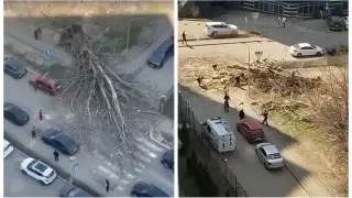 Огромное дерево рухнуло в разгар дня на перекрестке в Алматы