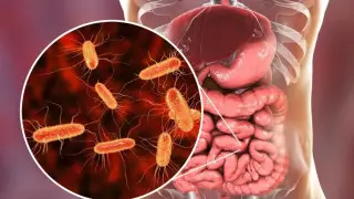 Ученые нашли особую бактерию, которая усиливает и увеличивает мышцы человека