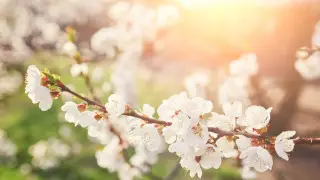 На юге будет жарко, на севере прохладно: прогноз погоды на пятницу, 27 марта