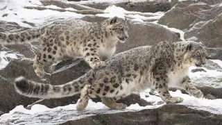 Казахстанцы стали чаще сталкиваться с дикими животными: причины назвали в Минэкологии