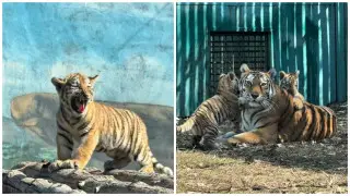 Амурские тигрята родились в зоопарке Алматы