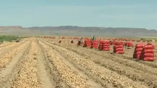 “30 тенге за килограмм“. Фермеры Алматинской области резко снизили цену на лук