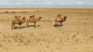 Жара в Казахстане: воздух раскалится до +32