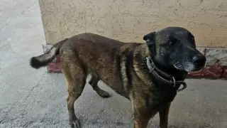 бельгийская овчарка