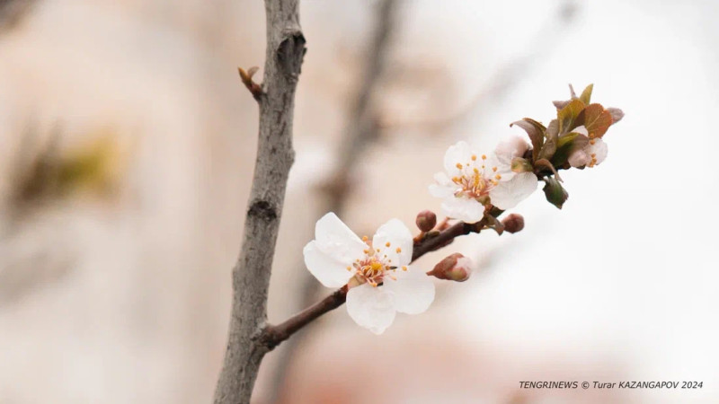 Фото © Tengrinews.kz / Турар Казангапов