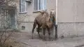 В Актау мужчину оштрафовали за “припаркованного“ у жилого дома верблюда