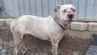 Казахстанка жестоко избила собаку лопатой и оказала сопротивление полиции