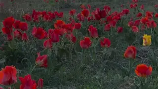 Штраф до 13 миллионов: необычную локацию показали под Шымкентом