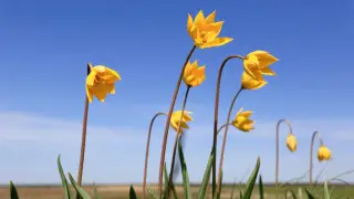 Жара до +32, местами грозы: Какая погода будет в Казахстане 2 апреля