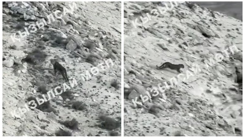 Кадры из видео, снятого в природном парке "Кызылсай"