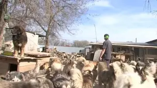 Чиновники хотят изъять землю у владельцев приютов в Алматинской области - телеканал