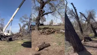 50-летние деревья начали вырубать в области Жетысу - что говорят в акимате