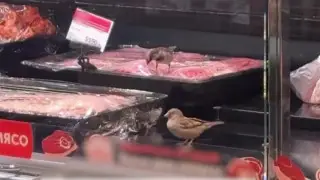 Видео с птицами в мясном отделе популярного супермаркета в Астане разлетелось в соцсетях
