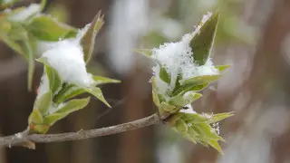 Снег в Астане, до +24 в Алматы - прогноз на 8-10 апреля