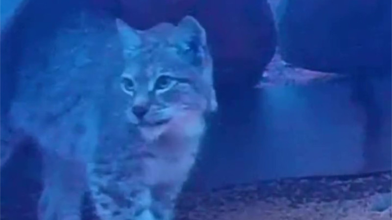 Кадр из видео