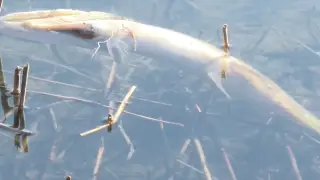 Массовая гибель рыбы встревожила жителей Петропавловска