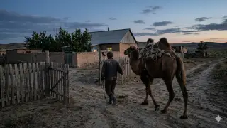 Казахстанец получил 5 лет из-за верблюда