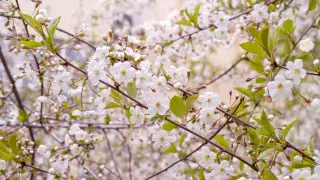 Астана в тумане, Алматы в тепле - прогноз на 11-13 апреля