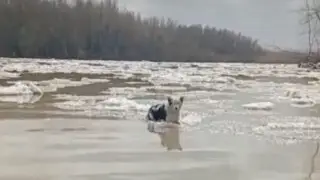 “Счастливчик“ - казахстанские рыбаки спасли собаку со льдины