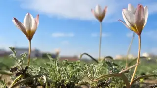 Краснокнижные тюльпаны зацвели прямо среди асфальта в Актау