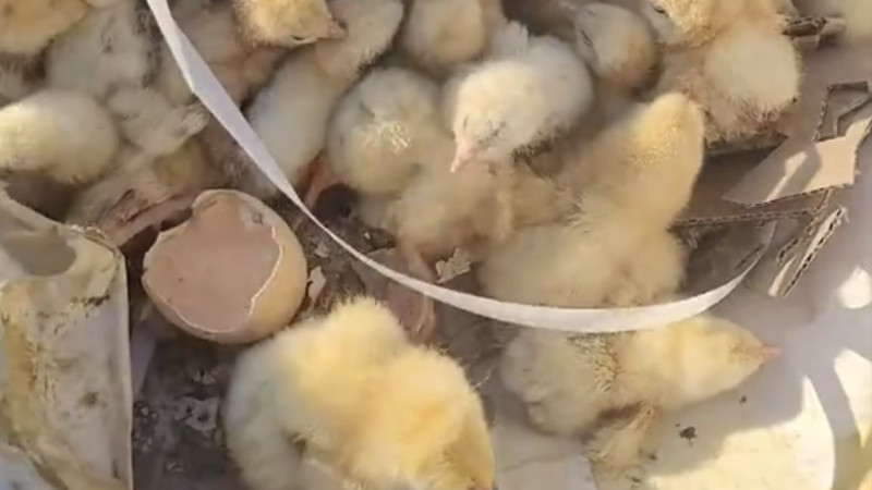 Кадр из видео