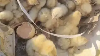 Цыплята на свалке