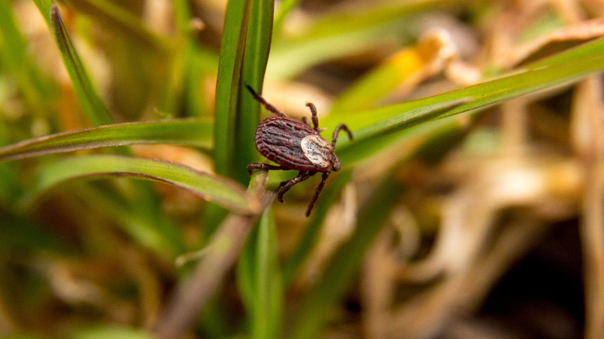 Сезон клещей: десятки человек обратились к врачам в Костанайской области