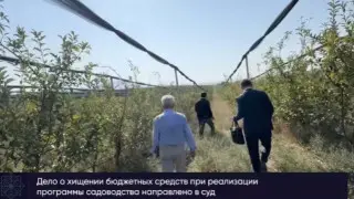 Громкое дело о яблоневых садах в Шымкенте дошло до суда