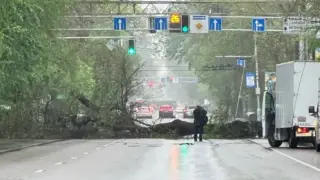 Огромное дерево упало и перегородило дорогу в центре Алматы