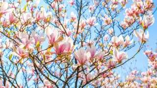 Морозы отступают - в Казахстане потеплеет до +28