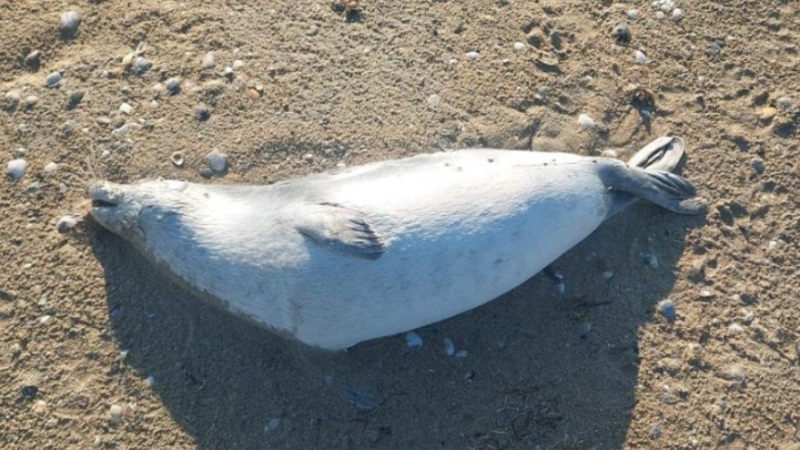 Фото: instagram.com/fishcommitteekz